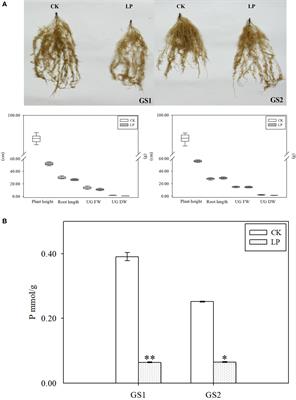 Integrating transcriptomic and metabolomic analysis in roots of wild soybean seedlings in response to low-phosphorus stress